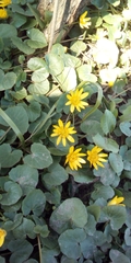Ficaria verna