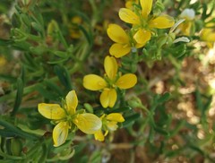 Roepera billardierei