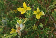 Roepera billardierei