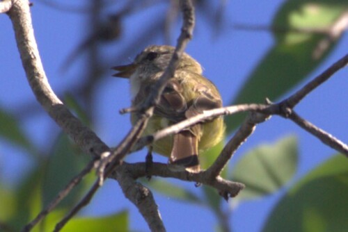 Lemon-bellied Flyrobin (Microeca flavigaster), photo 3