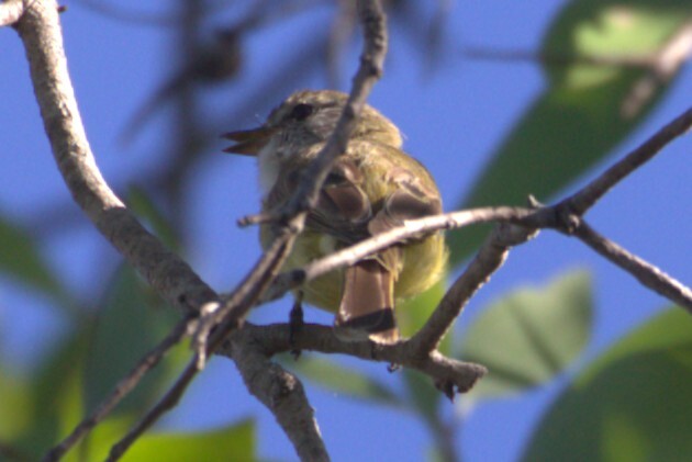 Lemon-bellied Flyrobin (Microeca flavigaster), photo 3