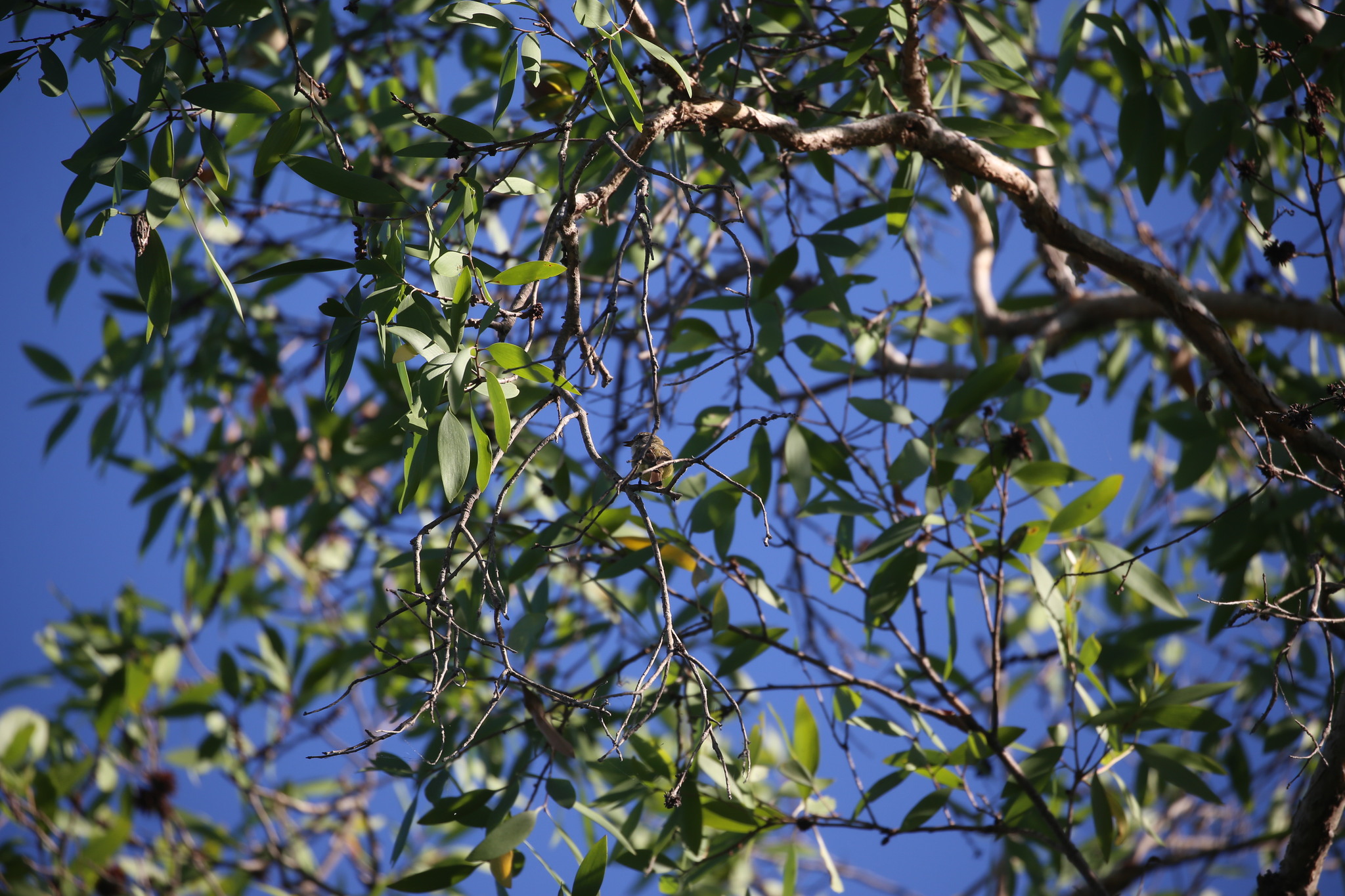 Lemon-bellied Flyrobin (Microeca flavigaster), photo 4