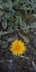 Taraxacum officinale