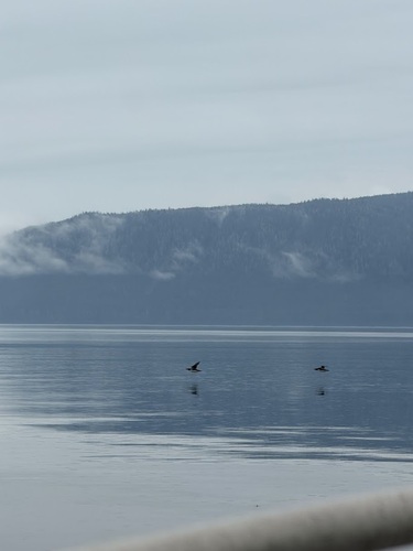Common Murre
