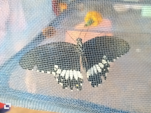 Common Mormon Swallowtail