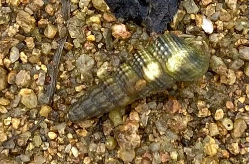 Terebralia sulcata, 2026-06-12