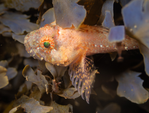 Roughcheek sculpin (Ruscarius creaseri) — Cottidae — 4
