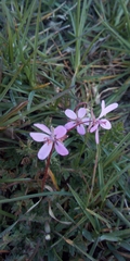 Erodium cicutarium