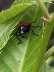 Phialodes rufipennis