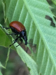 Phialodes rufipennis