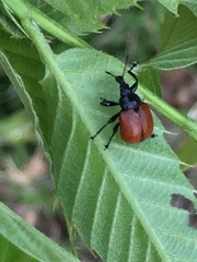 Phialodes rufipennis