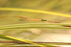 Ischnura aurora aurora