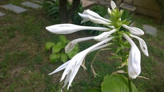 Hosta plantaginea