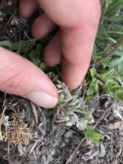 Claytonia exigua ssp. glauca