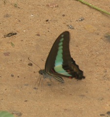 Graphium sarpedon sarpedon
