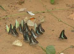 Graphium sarpedon sarpedon