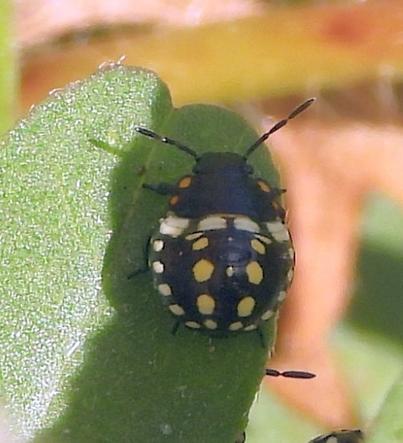 Southern Green Stink Bug