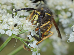 Dolichovespula saxonica