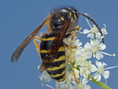 Dolichovespula saxonica