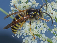 Dolichovespula saxonica