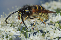 Dolichovespula saxonica