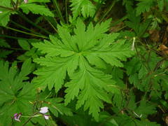 Geranium reuteri image