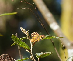 Heteronympha banksii