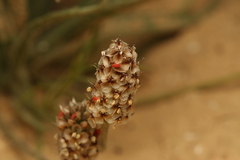Plantago ovata, photograph (c) Chaym Turak, some rights reserved (CC BY-SA)