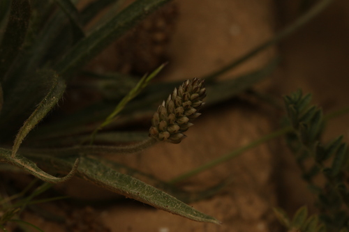 Plantago ovata, photograph 5