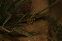 Plantago ovata, photograph (c) Chaym Turak, some rights reserved (CC BY-SA)