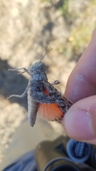 Cratypedes lateritius