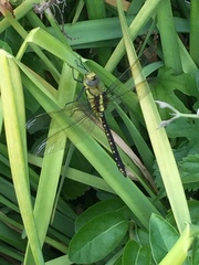 Anax nigrofasciatus