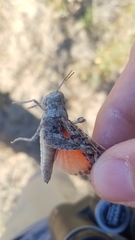 Cratypedes lateritius