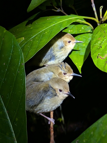 Atherton Scrubwren (Sericornis keri)