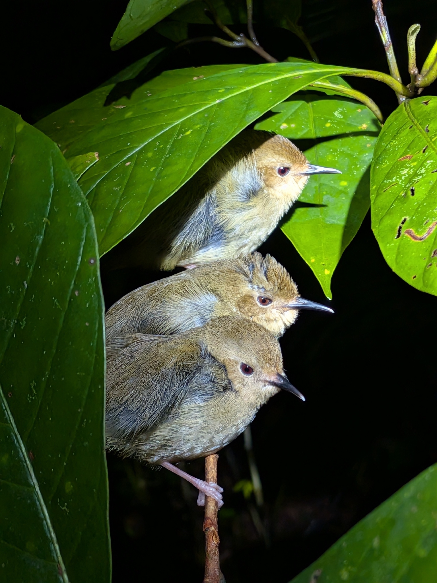 Atherton Scrubwren (Sericornis keri), photo 1