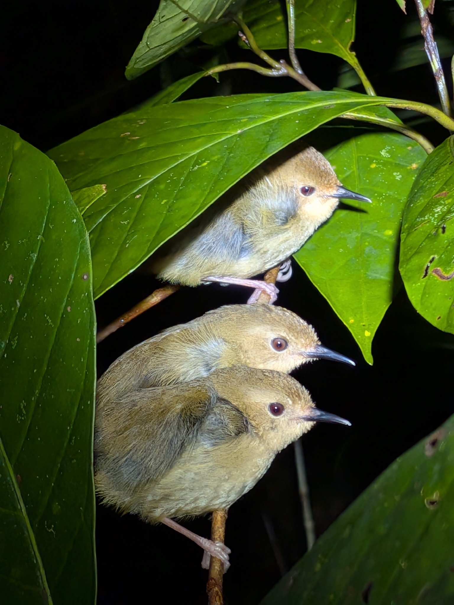 Atherton Scrubwren (Sericornis keri), photo 2