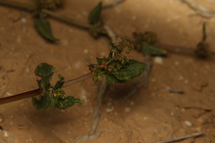 Rumex spinosus, photograph (c) Chaym Turak, some rights reserved (CC BY-SA)