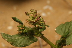 Rumex spinosus