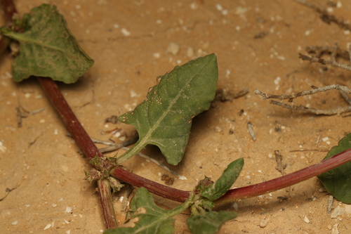 Rumex spinosus, photograph 1