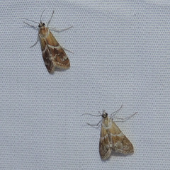 Noctueliopsis bububattalis