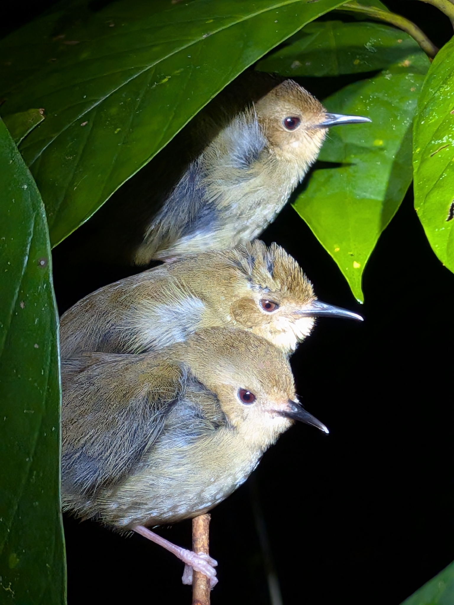 Atherton Scrubwren (Sericornis keri), photo 3
