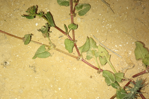 Rumex spinosus, photograph 3