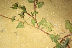 Rumex spinosus, photograph (c) Chaym Turak, some rights reserved (CC BY-SA)