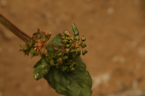 Rumex spinosus, photograph 4