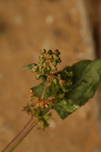Rumex spinosus, photograph 5