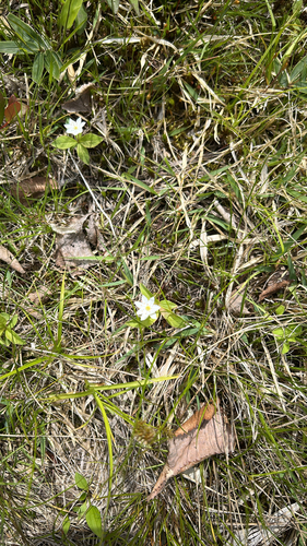Arctic Starflower