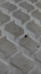 Coleoptera