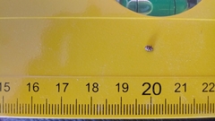 Coleoptera
