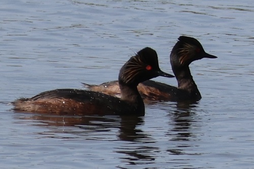 Eared Grebe