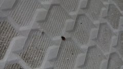 Coleoptera